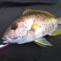 Blue-lined large-eye bream